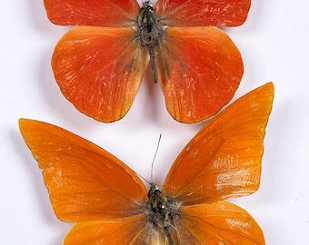 Pack of 5 appias nero zarinda, A1/A1- . Orange albatross. Wing span 70mm. Sent papered-require setting for art/taxidermy
