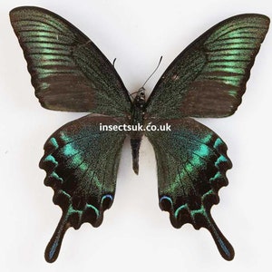 May include: A preserved green and black butterfly with iridescent wings. The butterfly is mounted on a white background. The text "insectsuk.co.uk" is printed below the butterfly.