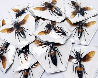 10 x Vespa tropica (Greater banded tiger hornet) . A1. WS 45mm+.