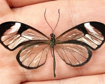 ペルー産グラスウィングチョウ（学名：Cithaerias aurorina） - PE