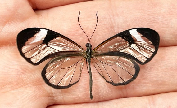 3 Greta Oto (glasswing Butterfly ) A1. Wing Span 40-45mm. Sent