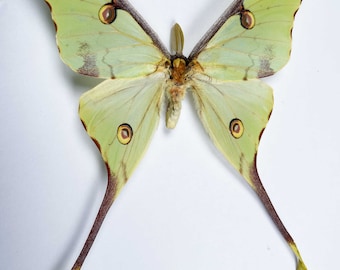 An A1/A1- male Argema mimosae (African Moon moth), wing span approx 100mm. Sent papered- requires setting for taxidermy.