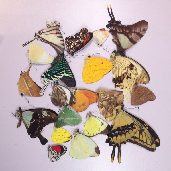 A starter pack of  10,25,50,100  real butterflies for collectors or crafters, including instructions on how to set them. FREE SHIPPING