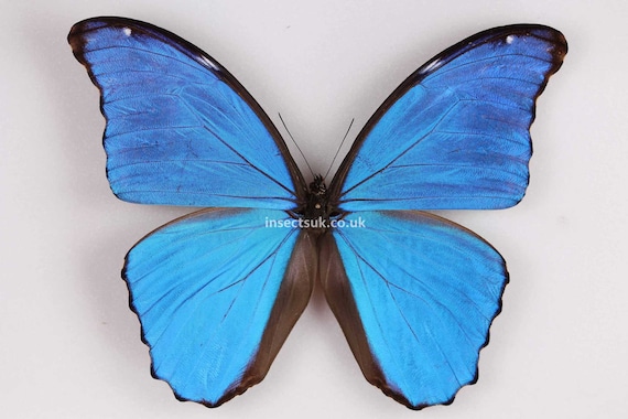 A Morpho Didius ( Giant Blue Butterfly) for Artwork . Papered