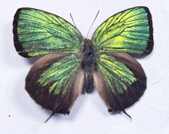 2 Arhopala eumolphus males A1/A1- .Metallic green  upper wing surface  . 45 mm wingspan . Sent folded so require setting .