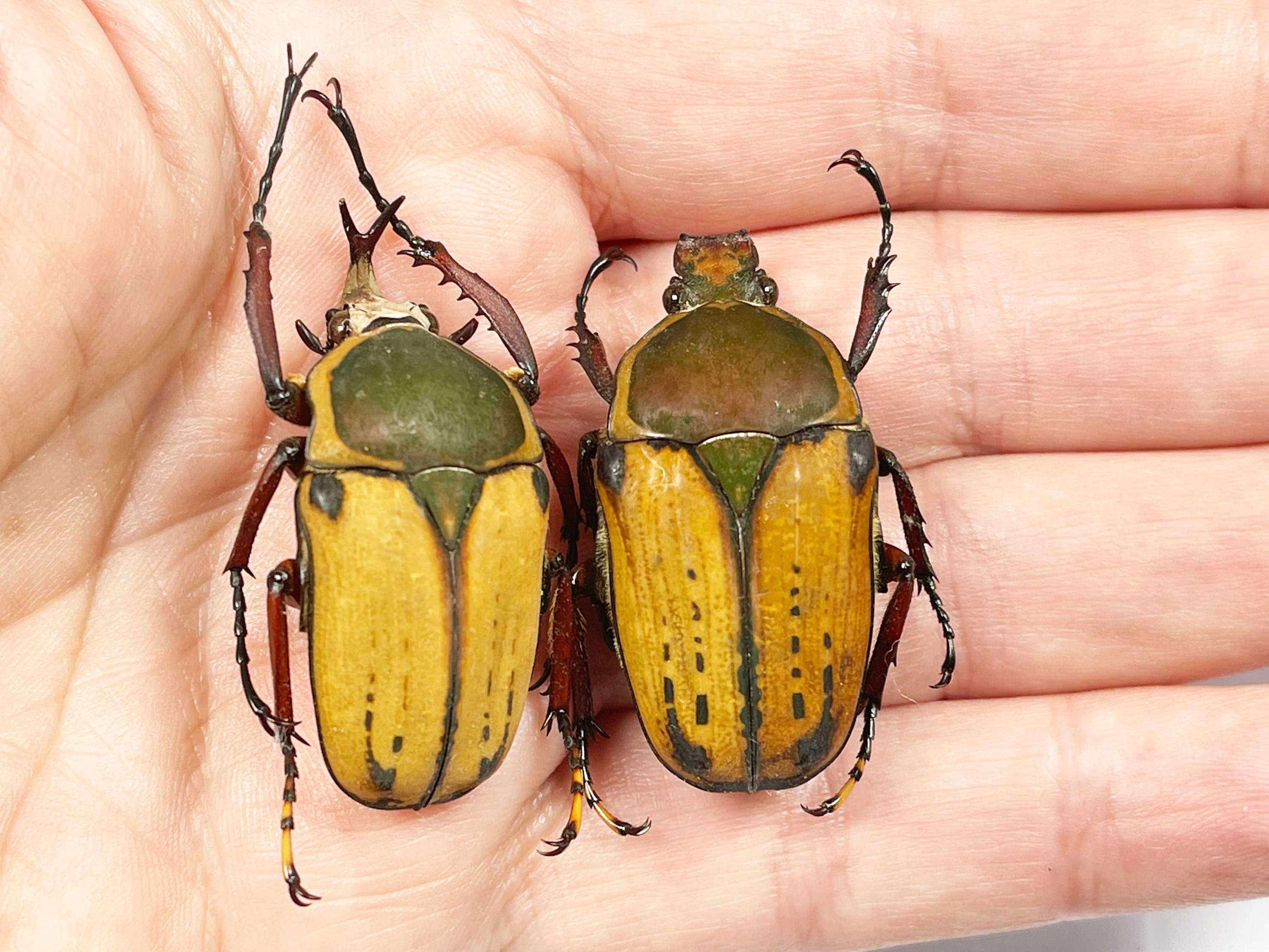 タンザニア産のハロルディ型 Mecynorhina harrisi の A1 ペア (M+F
