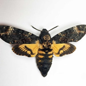 One real A1 Death&#39;s head hawkmoth (Acherontia atropos ) .Ethical specimen seen in the Silence of the lambs.Sent wings folded require setting