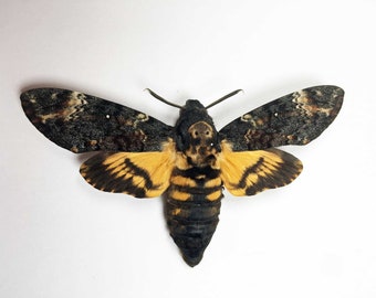 Una auténtica polilla de la cabeza de la muerte A1 (Acherontia atropos). Ejemplar ético visto en El silencio de los corderos. Se envía con las alas plegadas, requiere ajuste.