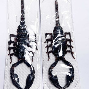 May include: Two black scorpions preserved in clear plastic on a white background. The scorpions are displayed in a vertical position with their tails raised.