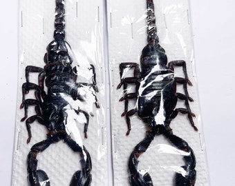 Two (2) Heterometrus laoticus, the giant forest scorpion, A1, 120mm . Require setting for art/taxidermy.