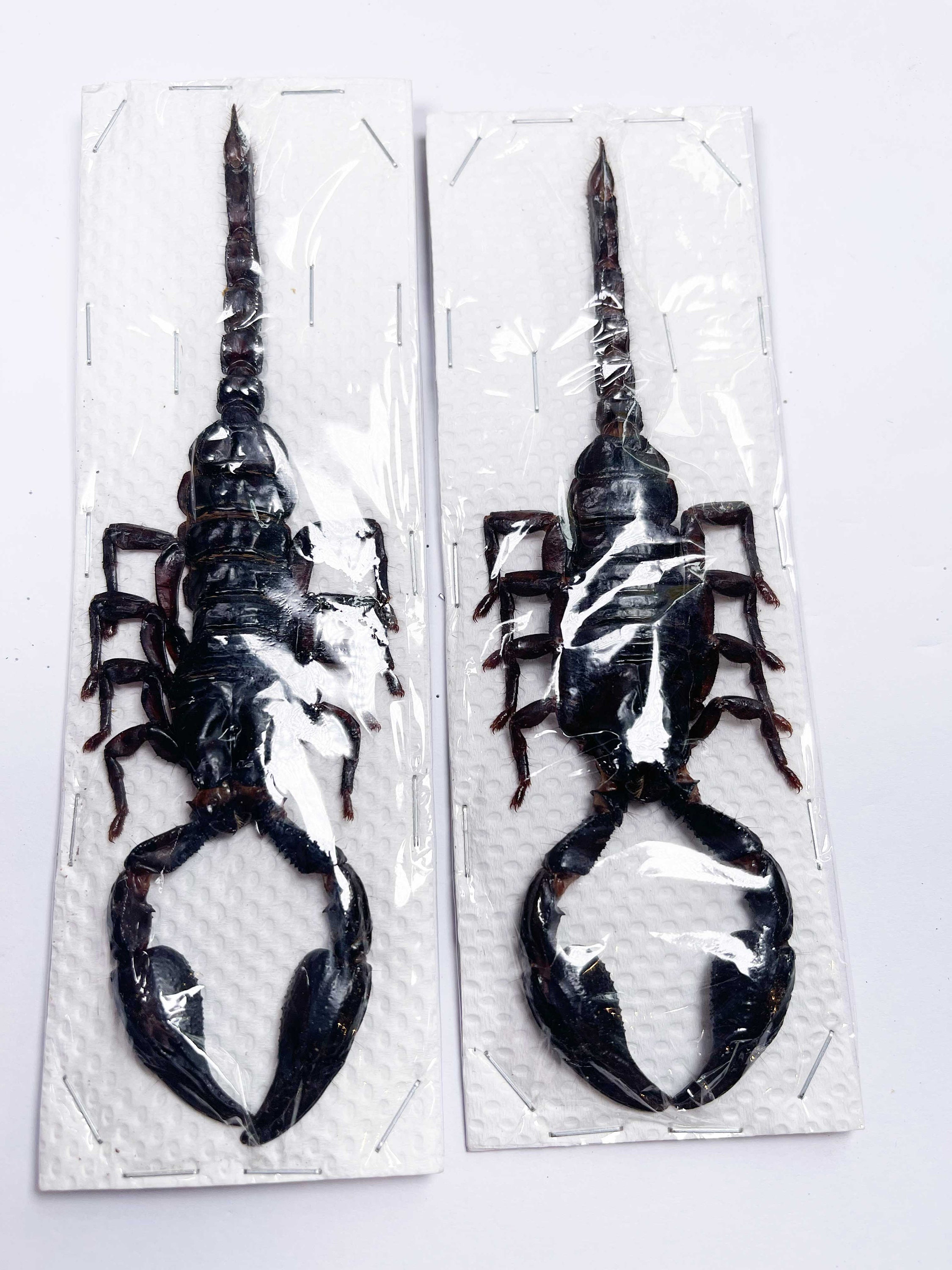 Scorpion taxidermy - Etsy 日本