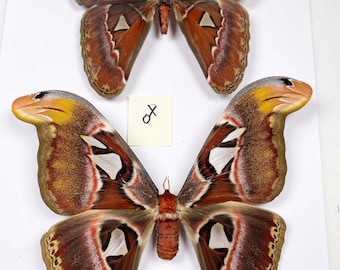 Ten (10) Attacus atlas moths -5 pairs of M/F . A1/A1- Wing span 180-200mm  . Sent papered ,requires setting for art/taxidermy