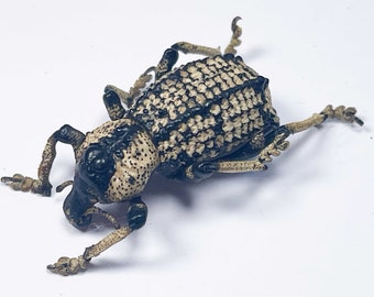 A Rhytidophloeus rothschildi armoured weevil . A1 , 30 mm . Requires setting for art/taxidermy