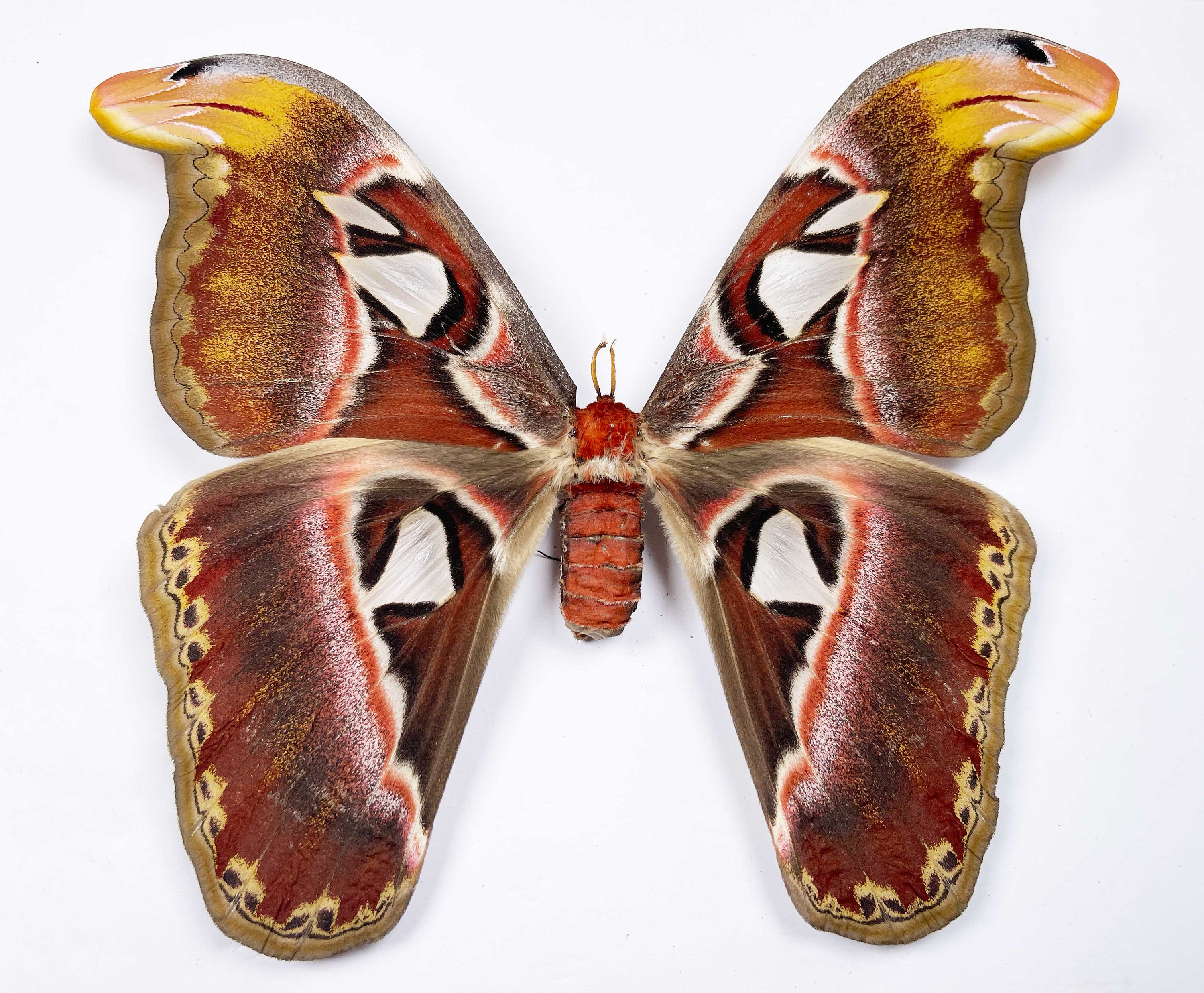 Polilla atlas Attacus (polilla cabeza de serpiente), A1/A1-, envergadura aproximada de 180-200 mm. Se envía empapelada; requiere montaje para taxidermia o arte.