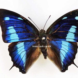 Può includere: Una farfalla blu e nera con segni bianchi sulle ali. La farfalla è montata su uno sfondo bianco. Il testo "insectsuk.co.uk" è stampato sotto la farfalla.