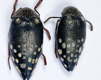 An A1 pair of Sternocera castanea jewel beetles 40 mm + in length. Require setting for art/taxidermy