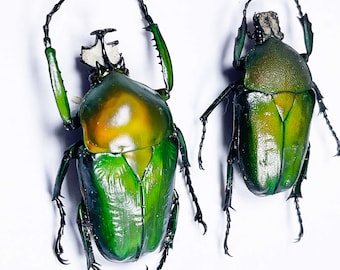 An A1 pair (M+F) of Dicronorhina derbyana oberthueri . Male 40mm+. Require setting