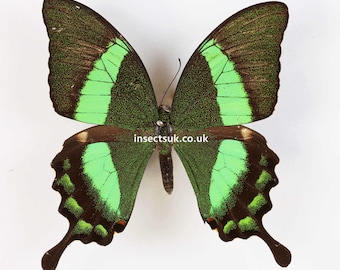 Un paquet de 2 Papilio palinurus (machaon émeraude), envergure 70 mm, aile fermée A1. LIVRAISON GRATUITE