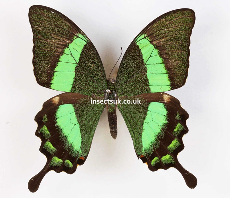 A pack of 2 Papilio palinurus Emerald swallowtail ,wingspan 70mm , A1 closed wing .FREE SHIPPING imagem 1