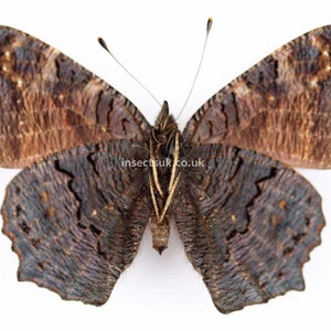 A pack of 5 dried Aglais inachis io ,peacock butterflies. Will require setting. Ws 45-60 mm , A1 . image 2