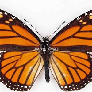 A pack of 3 Danaus plexippus ,monarch butterflies. A1 .Requires setting