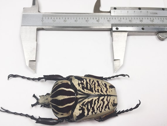 An A1 Pair (M+F) of Real Goliathus Albosignatus . Will Require