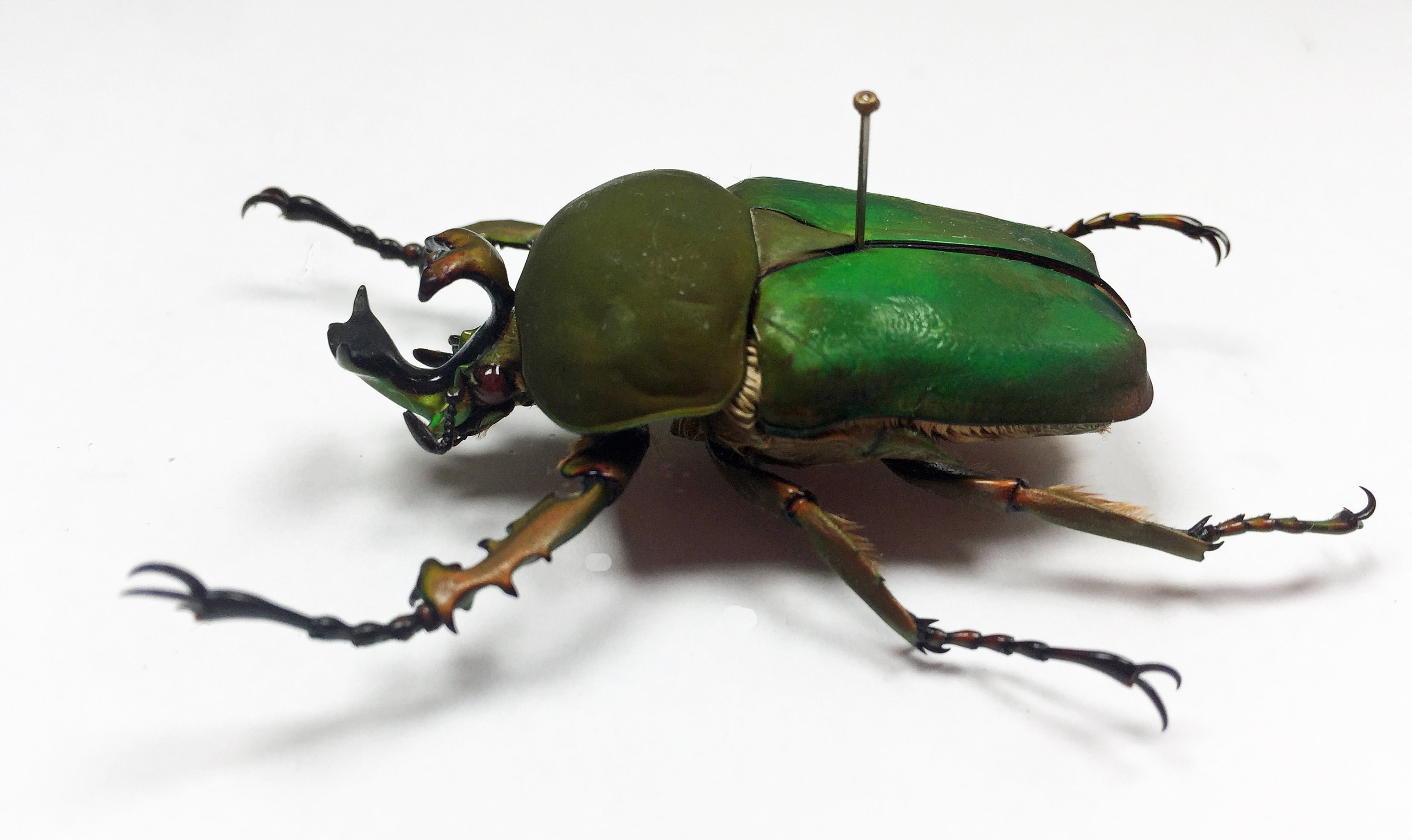 標本 Ethioia Compsocephalus k.werneri 35mm 標本 Ethioia