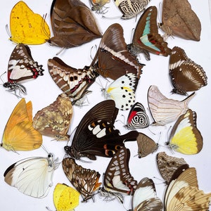 Starter pack of A1 real butterflies for collectors /crafters, sent papered-instructions on how to set are on this page&#39;s description screen.