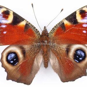 A pack of 5 dried Aglais inachis io ,peacock butterflies. Will require setting. Ws 45-60 mm , A1 . image 1