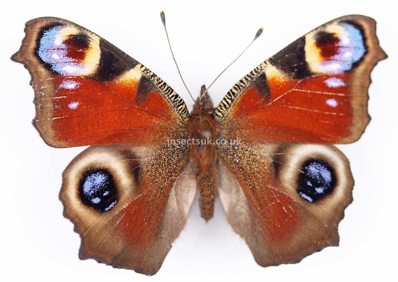 A pack of 5 dried Aglais inachis io ,peacock butterflies. Will require setting. Ws 45-60 mm , A1 . image 1