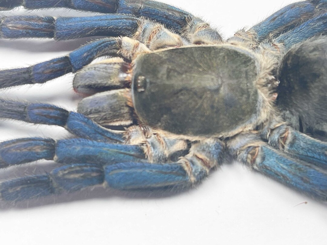 A Female Cobalt Blue Tarantula Spider cyriopagopus haplopelma Lividus. Requires Setting for Art