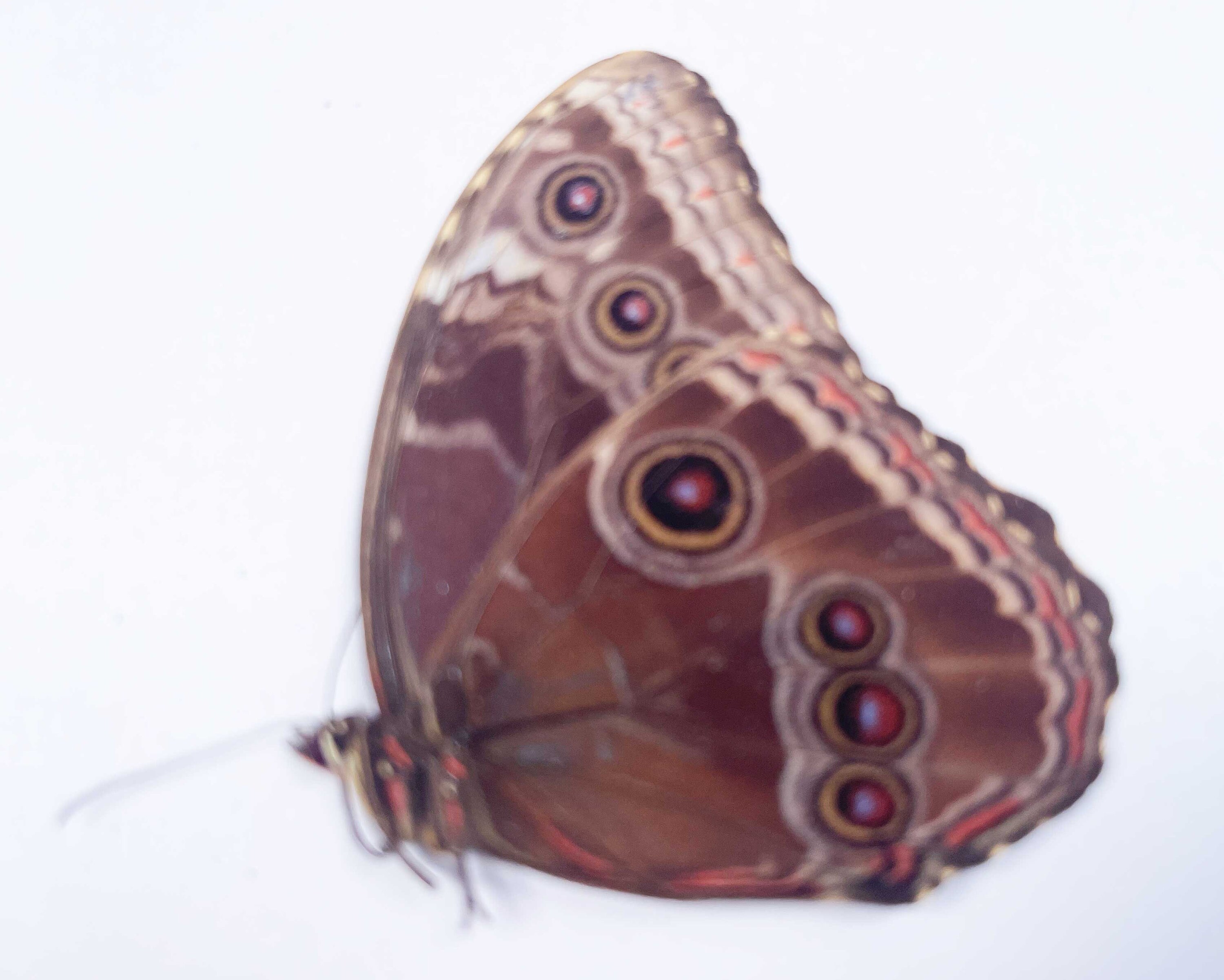 A Morpho Helenor Montezuma, A1/A1- .the Blue Morpho. Sent Papered