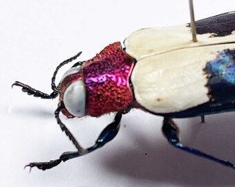 10 red speckled beetles -Chrysochroa buqueti , A1. Sent papered-will need to be set for art/taxidermy
