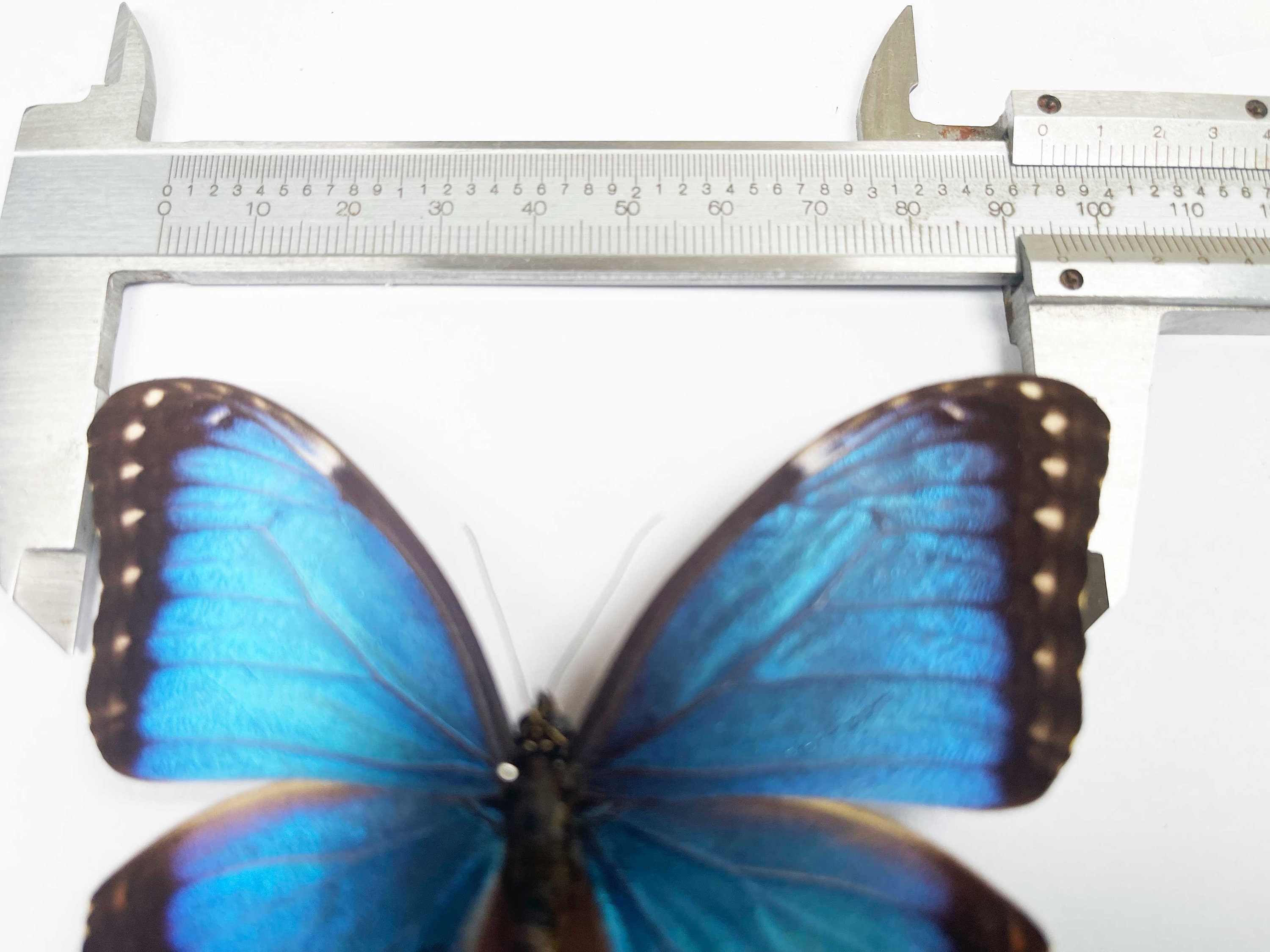 A Morpho Helenor Montezuma, A1/A1- .the Blue Morpho. Sent Papered