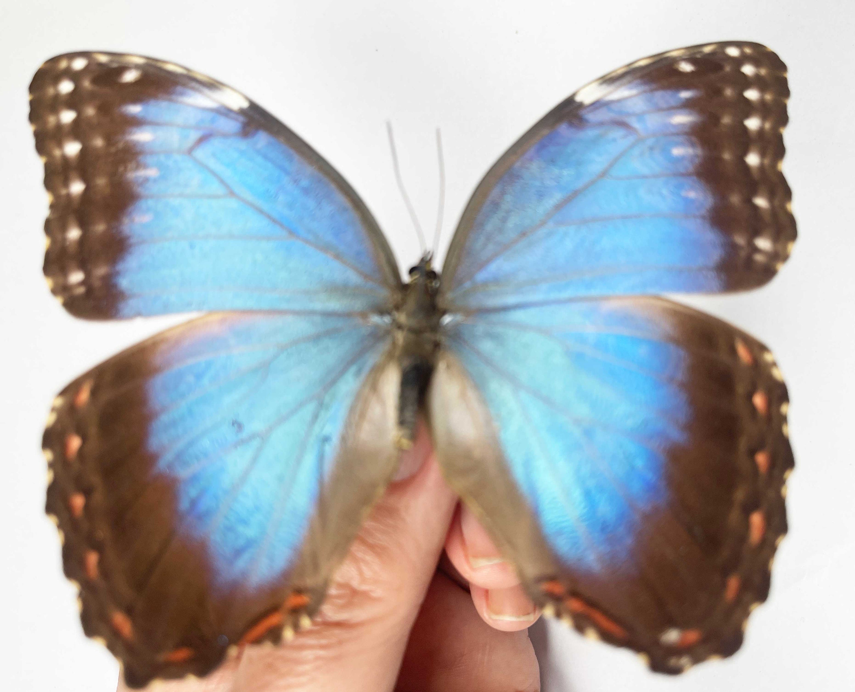 A Morpho Helenor Montezuma, A1/A1- .the Blue Morpho. Sent Papered