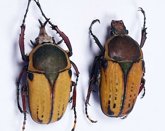 Una pareja A1 (M+F) de Mecynorhina harrisi forma haroldi de Tanzania. El macho medirá 40 mm+. Requiere configuración para taxidermia.