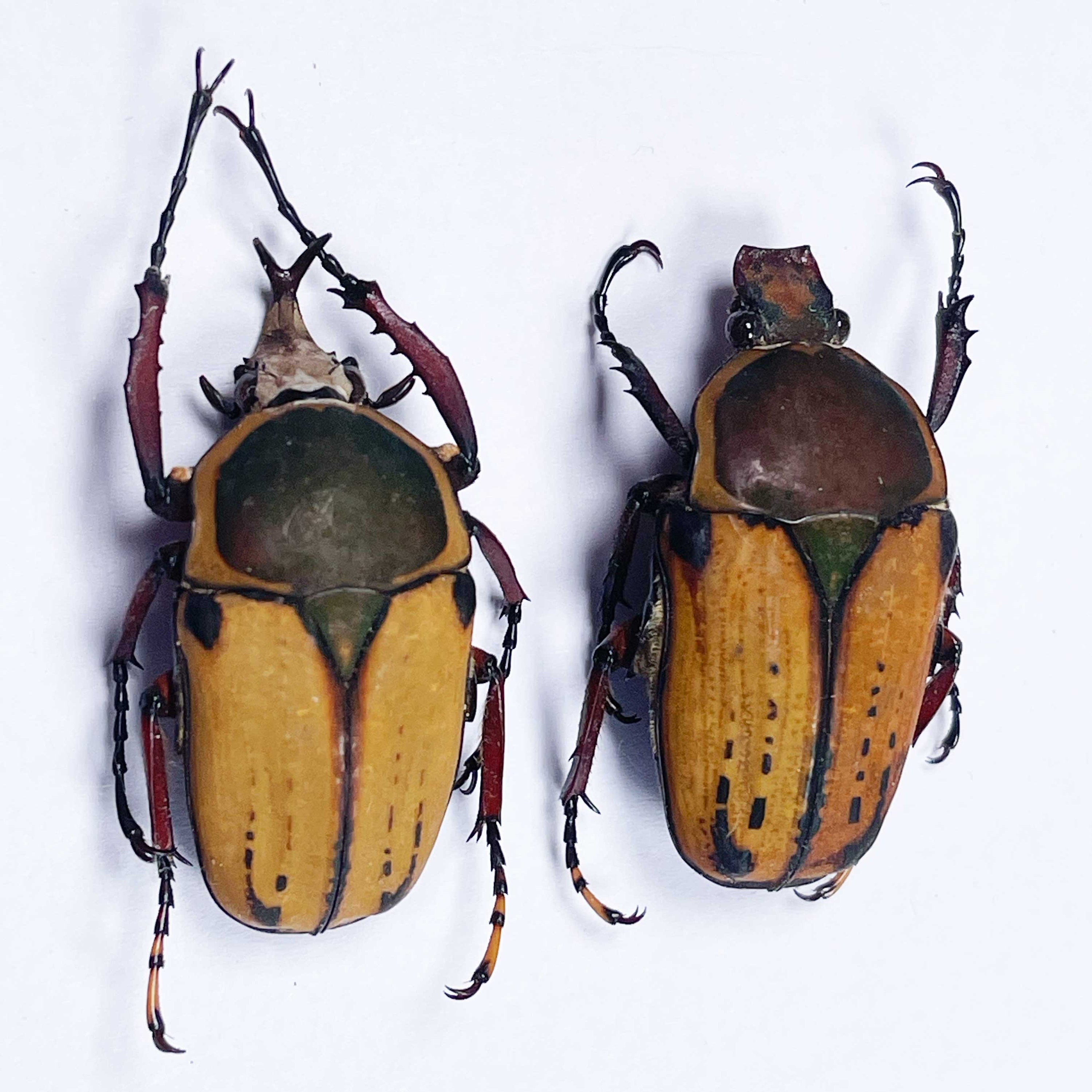 タンザニア産のハロルディ型 Mecynorhina harrisi の A1 ペア (M+F