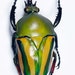 see more listings in the Beetles section