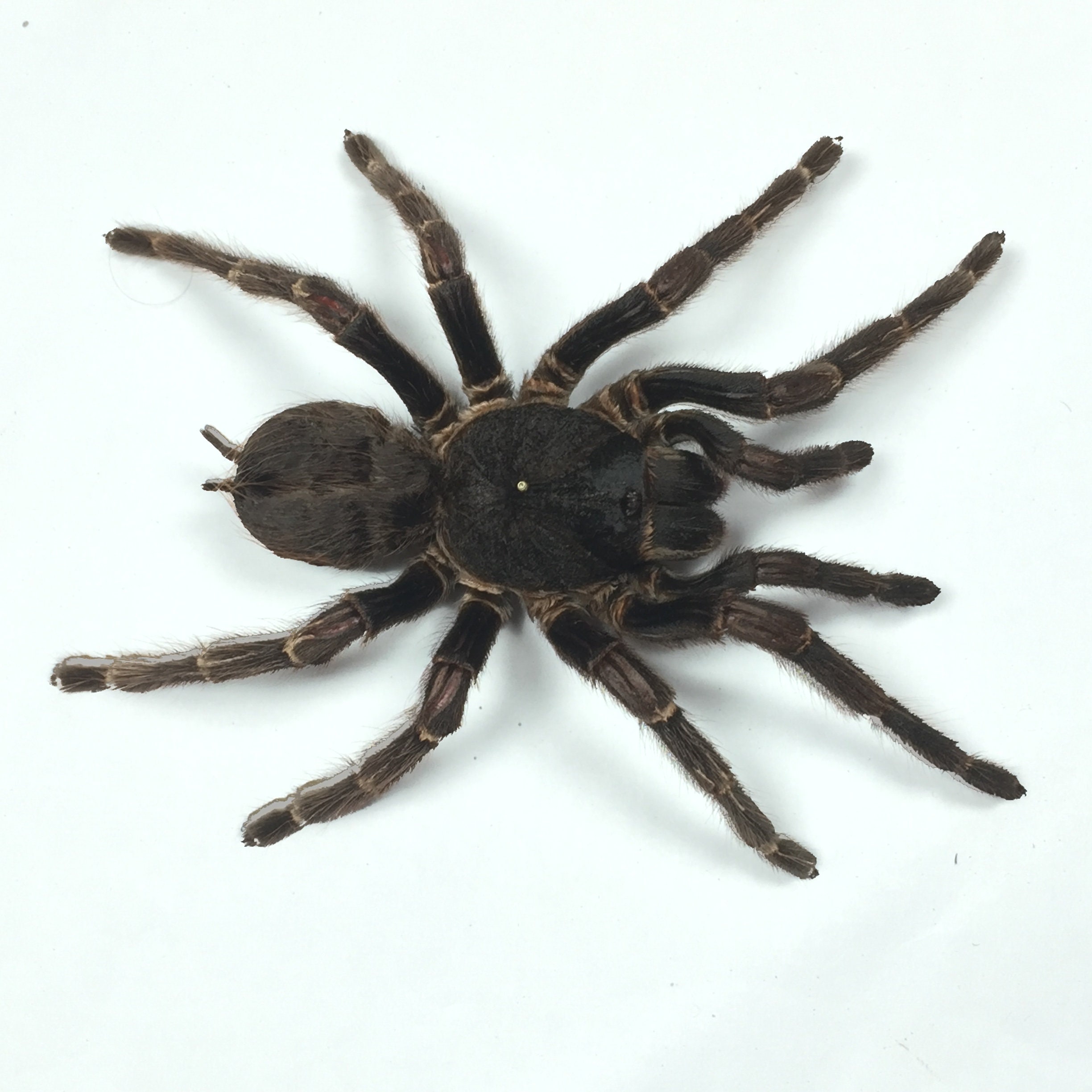 A black velvet tarantula Acanthoscurria insubtilis from Peru | Etsy