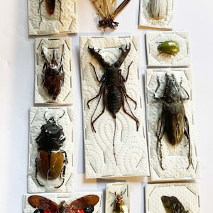 A starter pack of  real beetles and insects for your artwork or hobby