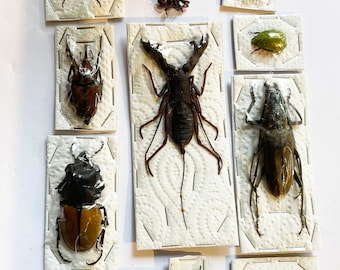 A starter pack of  real beetles and insects for your artwork or hobby