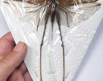 A long legged Katydid (Bush cricket) ,wingspan 150 mm. Already spread.