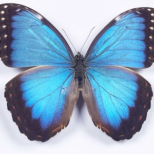 May include: A large blue Morpho butterfly with black and brown markings on its wings. The butterfly is spread out with its wings open.