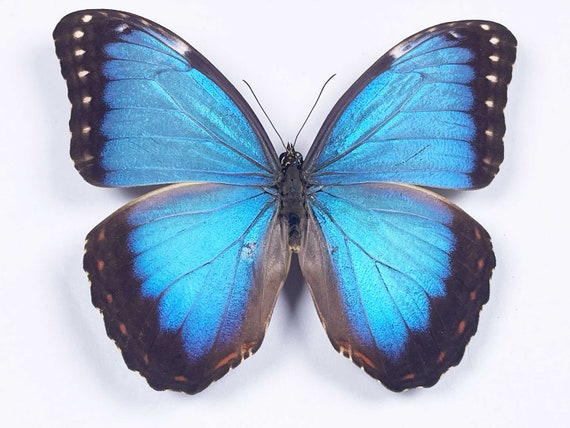 A Morpho Helenor Montezuma, A1/A1- .the Blue Morpho. Sent Papered