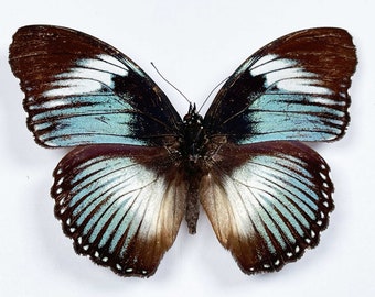 2 A1 male Hypolimnas monteironis (the scarce  blue diadem) .Wing span 80-90mm. Sent papered -requires setting for art