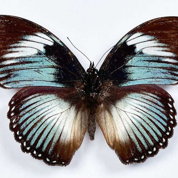 2 A1 male Hypolimnas monteironis (the scarce  blue diadem) .Wing span 80-90mm. Sent papered -requires setting for art