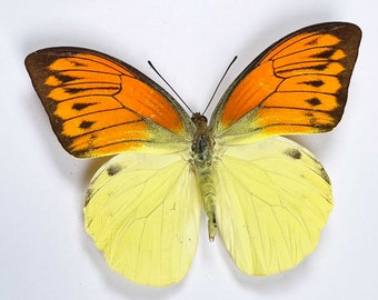 Two A1 Hebomoia leucippe (fire orange tip) , Wing span 90mm+. Sent papered -requires setting for art/taxidermy