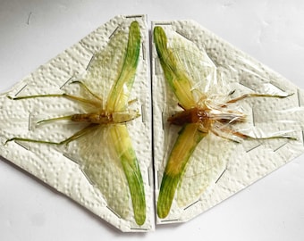 A pair (M+F) green Katydid A1/A1-, wingspan 100mm. Sent spread.
