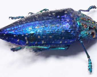 Ten (10) Polybothris sumptuosa gemma- the blue rainbow beetle. L 30-40mm, A1 . Sent papered-will need setting for art/taxidermy