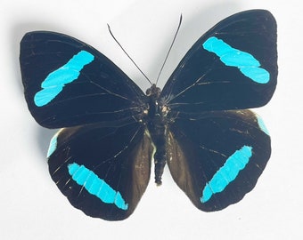 A pair (M+F) of Nessaea hewitsoni (the electric blue) A1/A1- grade. Wing span 65-70mm.Sent papered- requires setting for art/taxidermy.